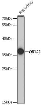 Western Blot: OR1A1 Antibody [NBP2-95187] - Analysis of extracts of rat kidney, using OR1A1 at 1:1000 dilution.Secondary antibody: HRP Goat Anti-Rabbit IgG (H+L) at 1:10000 dilution.Lysates/proteins: 25ug per lane.Blocking buffer: 3% nonfat dry milk in TBST.Detection: ECL Basic Kit .Exposure time: 60s.