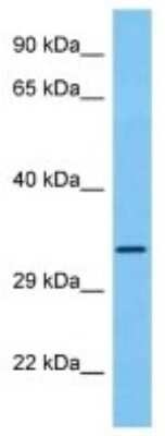 Western Blot OR1A1 Antibody