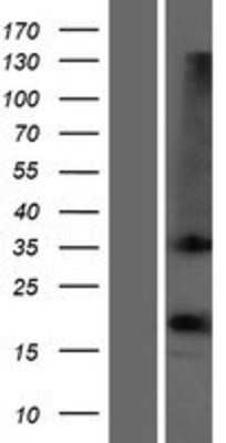 Western Blot: OR1D2 Overexpression Lysate (Adult Normal) [NBP2-08099] Left-Empty vector transfected control cell lysate (HEK293 cell lysate); Right -Over-expression Lysate for OR1D2.