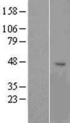 Western Blot: OR1G1 Overexpression Lysate (Adult Normal) [NBP2-07984] Left-Empty vector transfected control cell lysate (HEK293 cell lysate); Right -Over-expression Lysate for OR1G1.