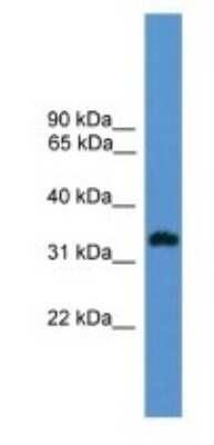 Western Blot: OR1L8 Antibody [NBP1-69091] - Human Fetal Muscle Cell Lysate, concentration 1 ug/ml.