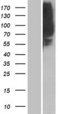 Western Blot: OR1L8 Overexpression Lysate (Adult Normal) [NBP2-08870] Left-Empty vector transfected control cell lysate (HEK293 cell lysate); Right -Over-expression Lysate for OR1L8.