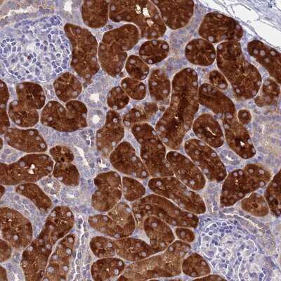 Immunohistochemistry-Paraffin: OR1S1 Antibody [NBP2-13694] Staining of human kidney shows strong cytoplasmic positivity in cells in tubules.