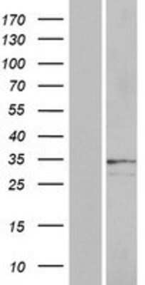Western Blot: OR2A25 Overexpression Lysate (Adult Normal) [NBP2-08886] Left-Empty vector transfected control cell lysate (HEK293 cell lysate); Right -Over-expression Lysate for OR2A25.