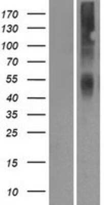 Western Blot: OR2A42 Overexpression Lysate (Adult Normal) [NBP2-08958] Left-Empty vector transfected control cell lysate (HEK293 cell lysate); Right -Over-expression Lysate for OR2A42.