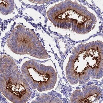 Immunohistochemistry-Paraffin: OR2AE1 Antibody [NBP1-80970] Staining of human uterus, pre-menopause shows distinct membranous positivity in glandular cells.
