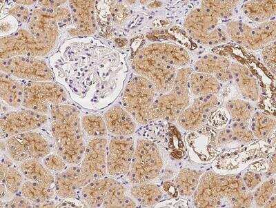 Immunohistochemistry-Paraffin: OR2AK2 Antibody [NBP3-06618] - Staining of human OR2AK2 in human kidney with rabbit polyclonal antibody at 1:100 dilution.