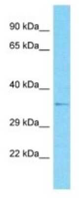 Western Blot OR2G6 Antibody - BSA Free