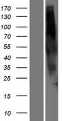 Western Blot: OR2G6 Overexpression Lysate (Adult Normal) [NBP2-08717] Left-Empty vector transfected control cell lysate (HEK293 cell lysate); Right -Over-expression Lysate for OR2G6.