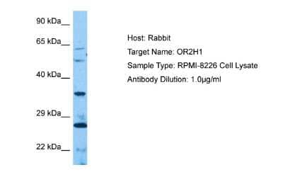Western Blot OR2H1 Antibody - BSA Free