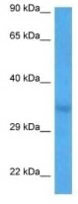 Western Blot OR2H2 Antibody - BSA Free