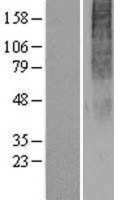 Western Blot: OR2H2 Overexpression Lysate (Adult Normal) [NBP2-07526] Left-Empty vector transfected control cell lysate (HEK293 cell lysate); Right -Over-expression Lysate for OR2H2.