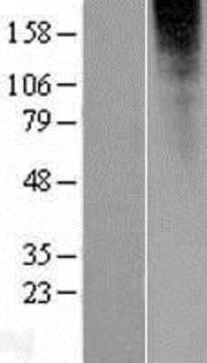 Western Blot: OR2L13 Overexpression Lysate (Adult Normal) [NBP2-05045] Left-Empty vector transfected control cell lysate (HEK293 cell lysate); Right -Over-expression Lysate for OR2L13.