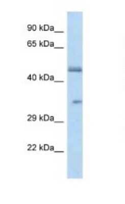 Western Blot: OR2L8 Antibody [NBP1-79773] - Titration: 1.0 ug/ml Positive Control: U937 Whole Cell.