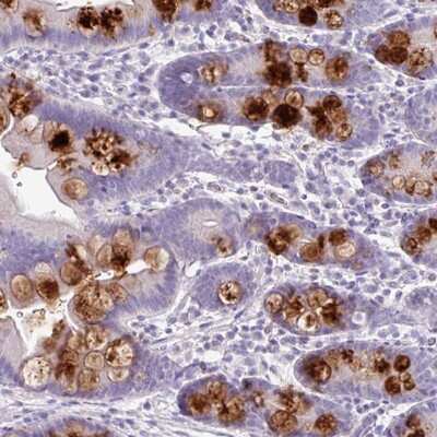 Immunohistochemistry-Paraffin: OR2T10 Antibody [NBP2-13696] Staining of human small intestine shows strong cytoplasmic positivity in goblet cells.