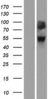 Western Blot: OR4A47 Overexpression Lysate (Adult Normal) [NBP2-08842] Left-Empty vector transfected control cell lysate (HEK293 cell lysate); Right -Over-expression Lysate for OR4A47.