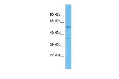 Western Blot OR4C16 Antibody - BSA Free