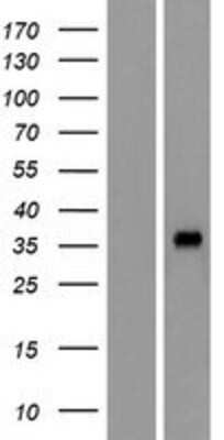 Western Blot: OR4L1 Overexpression Lysate (Adult Normal) [NBP2-08898] Left-Empty vector transfected control cell lysate (HEK293 cell lysate); Right -Over-expression Lysate for OR4L1.