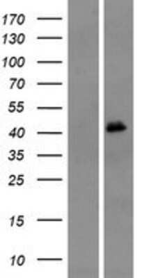 Western Blot: OR4M1 Overexpression Lysate (Adult Normal) [NBP2-08841] Left-Empty vector transfected control cell lysate (HEK293 cell lysate); Right -Over-expression Lysate for OR4M1.