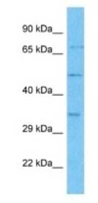 Western Blot OR4M2 Antibody - BSA Free