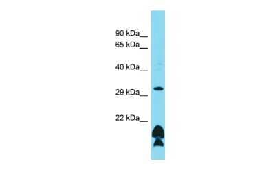 Western Blot: OR51B5 Antibody [NBP2-83322] - Host: Rabbit. Target Name: OR51B5. Sample Type: HCT15 Whole Cell lysates. Antibody Dilution: 1.0ug/ml