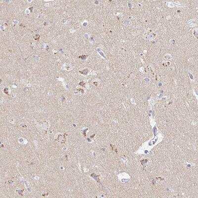 Immunohistochemistry-Paraffin: OR51D1 Antibody [NBP2-32590] - Staining of human cerebral cortex shows moderate, granular cytoplasmic positivity in neuronal cells.