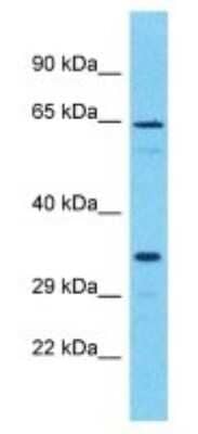 Western Blot OR51I2 Antibody - BSA Free