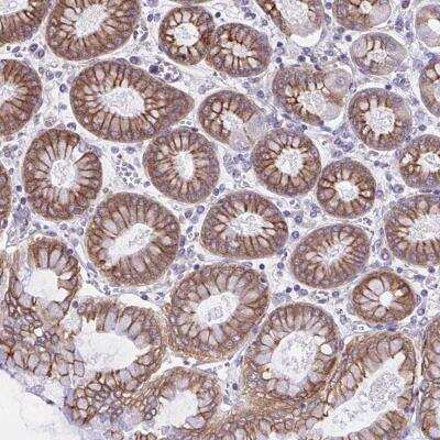 Immunohistochemistry-Paraffin OR51M1 Antibody - BSA Free