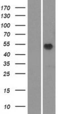 Western Blot OR51M1 Overexpression Lysate