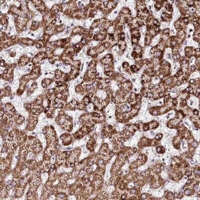 Immunohistochemistry-Paraffin: OR51T1 Antibody [NBP2-13703] - Staining of human liver shows strong cytoplasmic positivity in hepatocytes.