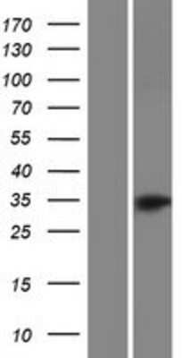 Western Blot: OR52B4 Overexpression Lysate (Adult Normal) [NBP2-08910] Left-Empty vector transfected control cell lysate (HEK293 cell lysate); Right -Over-expression Lysate for OR52B4.