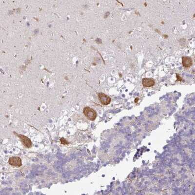 Immunohistochemistry: OR52D1 Antibody [NBP2-48862] - Staining of human cerebellum shows strong cytoplasmic positivity in Purkinje cells.