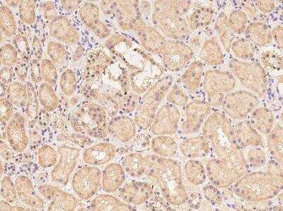 Immunohistochemistry-Paraffin: OR52I2 Antibody [NBP3-06488] - Staining of human OR52I2 in human kidney with rabbit polyclonal antibody at 1:100 dilution.