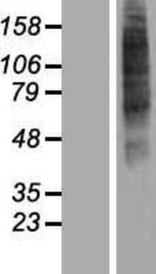 Western Blot: OR52I2 Overexpression Lysate (Adult Normal) [NBP2-08911] Left-Empty vector transfected control cell lysate (HEK293 cell lysate); Right -Over-expression Lysate for OR52I2.