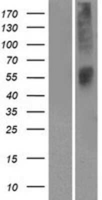 Western Blot: OR52L1 Overexpression Lysate (Adult Normal) [NBP2-08912] Left-Empty vector transfected control cell lysate (HEK293 cell lysate); Right -Over-expression Lysate for OR52L1.