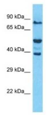Western Blot OR52W1 Antibody - BSA Free