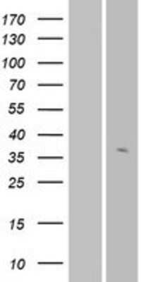 Western Blot: OR56A3 Overexpression Lysate (Adult Normal) [NBP2-08939] Left-Empty vector transfected control cell lysate (HEK293 cell lysate); Right -Over-expression Lysate for OR56A3.