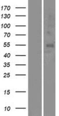 Western Blot: OR5A1 Overexpression Lysate (Adult Normal) [NBP2-08902] Left-Empty vector transfected control cell lysate (HEK293 cell lysate); Right -Over-expression Lysate for OR5A1.