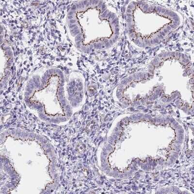 Immunohistochemistry: OR5A2 Antibody [NBP2-48939] - Staining of human uterus, pre-menopause shows strong membranous positivity in glandular cells.