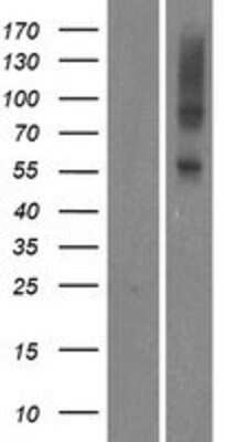 Western Blot: OR5AU1 Overexpression Lysate (Adult Normal) [NBP2-08904] Left-Empty vector transfected control cell lysate (HEK293 cell lysate); Right -Over-expression Lysate for OR5AU1.