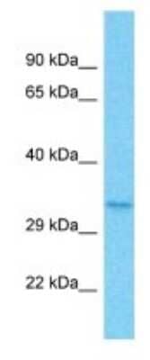 Western Blot: OR5B12 Antibody [NBP3-09797] - Western blot analysis of OR5B12 in THP-1 Whole Cell lysates. Antibody dilution at 1.0ug/ml