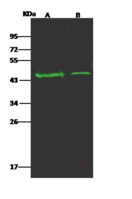 Western Blot: OR5D13 Antibody [NBP3-06140] - Anti-OR5D13 rabbit polyclonal antibody at 1:500 dilution Lane A: SKBR3 Whole Cell Lysate Lane B: HT29 Whole Cell Lysate Lysates/proteins at 30 ug per lane. Secondary Goat Anti-Rabbit IgG H&L (Dylight 800) at 110000 dilution. Developed using the Odyssey technique. Performed under reducing conditions. Predicted band size:35 kDa Observed band size:46 kDa