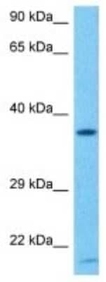 Western Blot: OR5H6 Antibody [NBP3-10252] - Western blot analysis of OR5H6 in Mouse Brain lysates. Antibody dilution at 1ug/ml