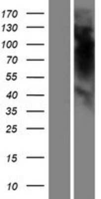 Western Blot: OR5K4 Overexpression Lysate (Adult Normal) [NBP2-08843] Left-Empty vector transfected control cell lysate (HEK293 cell lysate); Right -Over-expression Lysate for OR5K4.