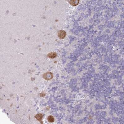Immunohistochemistry-Paraffin: OR5L1 Antibody [NBP2-13706] Staining of human cerebellum shows strong cytoplasmic positivity in Purkinje cells.