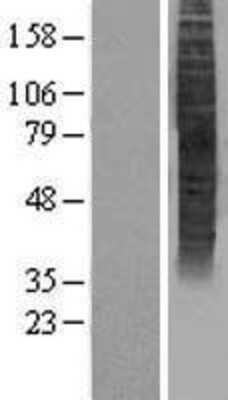 Western Blot: OR5P3 Overexpression Lysate (Adult Normal) [NBP2-04431] Left-Empty vector transfected control cell lysate (HEK293 cell lysate); Right -Over-expression Lysate for OR5P3.