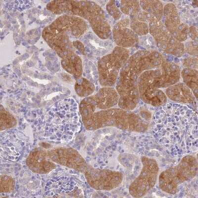 Immunohistochemistry-Paraffin OR5T1 Antibody - BSA Free