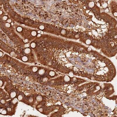 Immunohistochemistry-Paraffin: OR5V1 Antibody [NBP2-13709] - Staining of human duodenum shows strong cytoplasmic positivity in glandular cells.