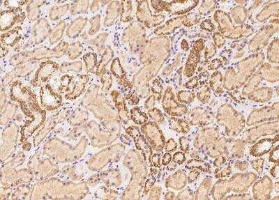 Immunohistochemistry-Paraffin: OR5V1 Antibody [NBP3-06503] - Staining of human OR5V1 in human kidney with rabbit polyclonal antibody at 1:100 dilution.