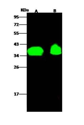 Western Blot OR6K2 Antibody - Azide and BSA Free